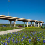 Bluebonnets along the shared use trail
