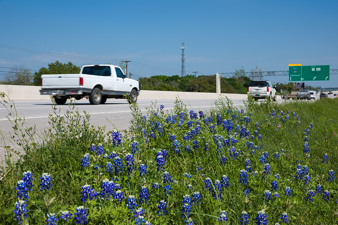 Bluebonnets on the side of the 71 toll road